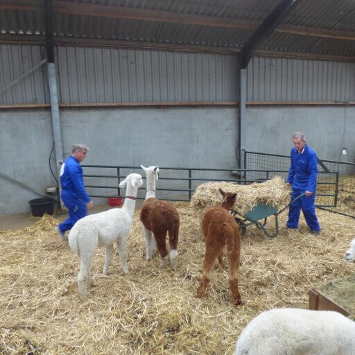 Cursus Alpacaboer