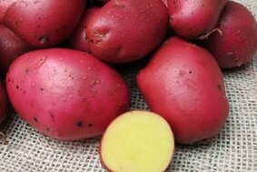 Aardappelen Alouette  (vastkokend) NIEUWE OOGST
