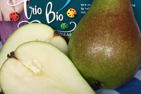 3 peren QTee - NIEUWE OOGST
