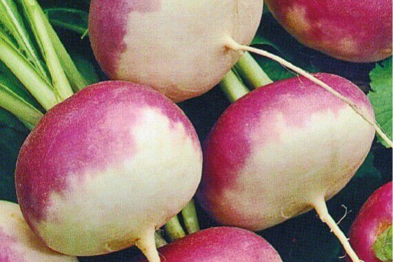 Lente-raapjes (bussel)