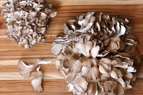 Maitake (eikhaas)