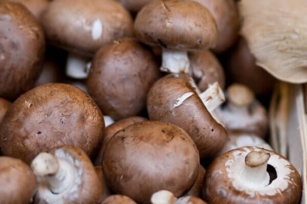 Champignons: kastanjechampignons