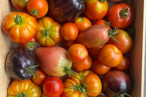 Tomaten: tomatenmix