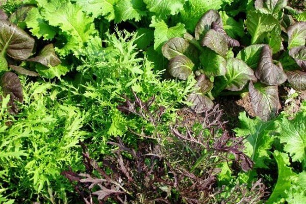 Mosterdblad mix babyleaf (pittige salade)